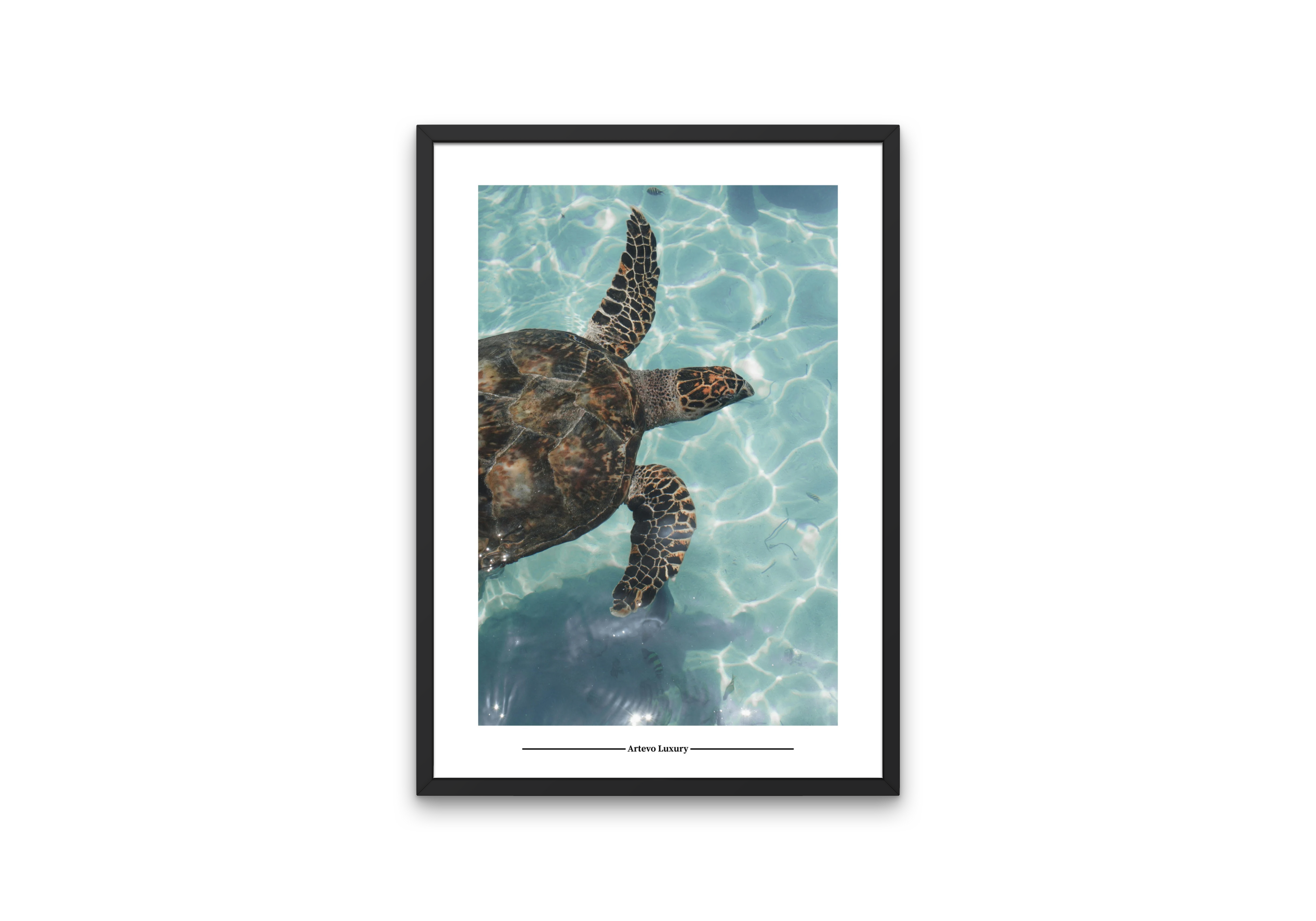 Sea Turtle