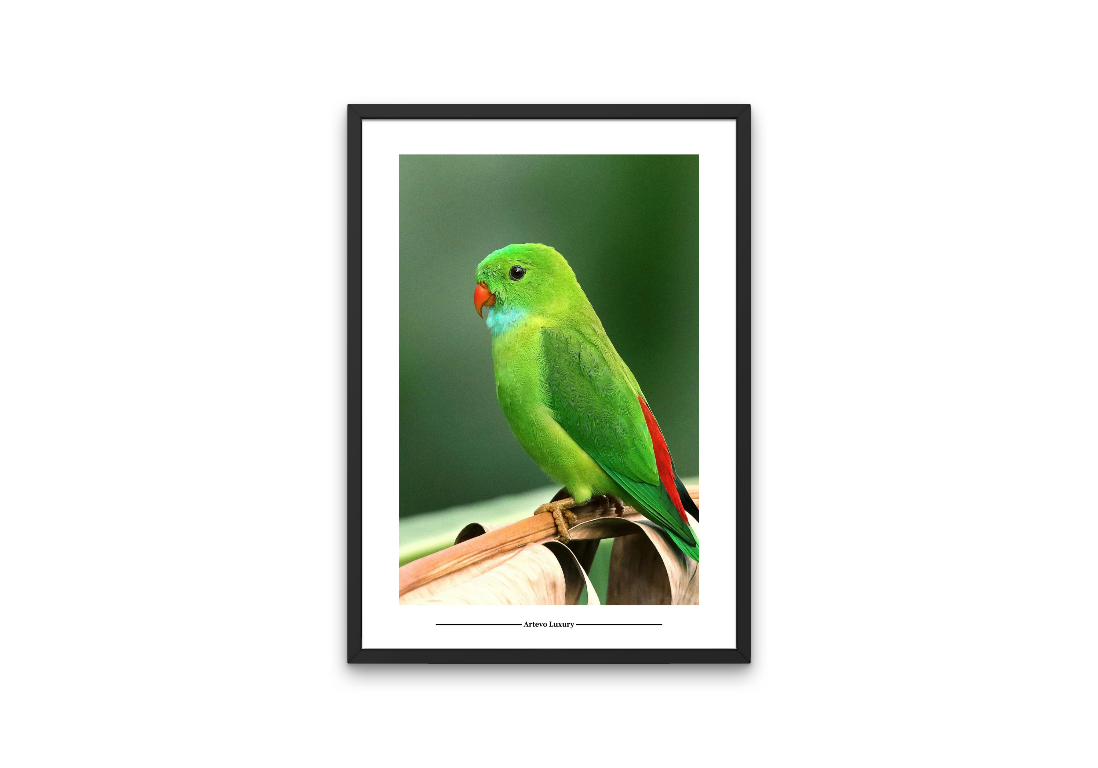 Hanging Parrot