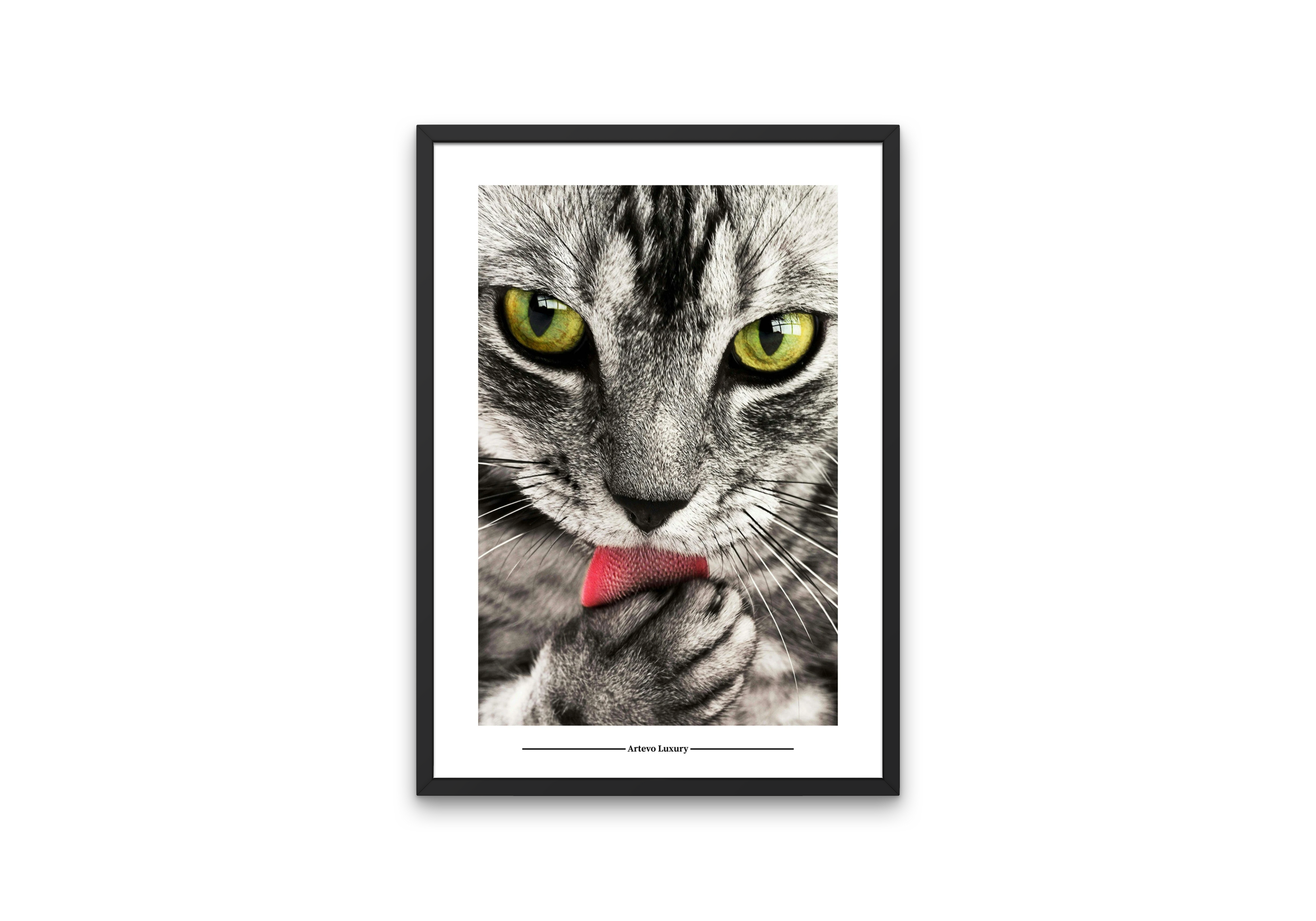 Feline Focus