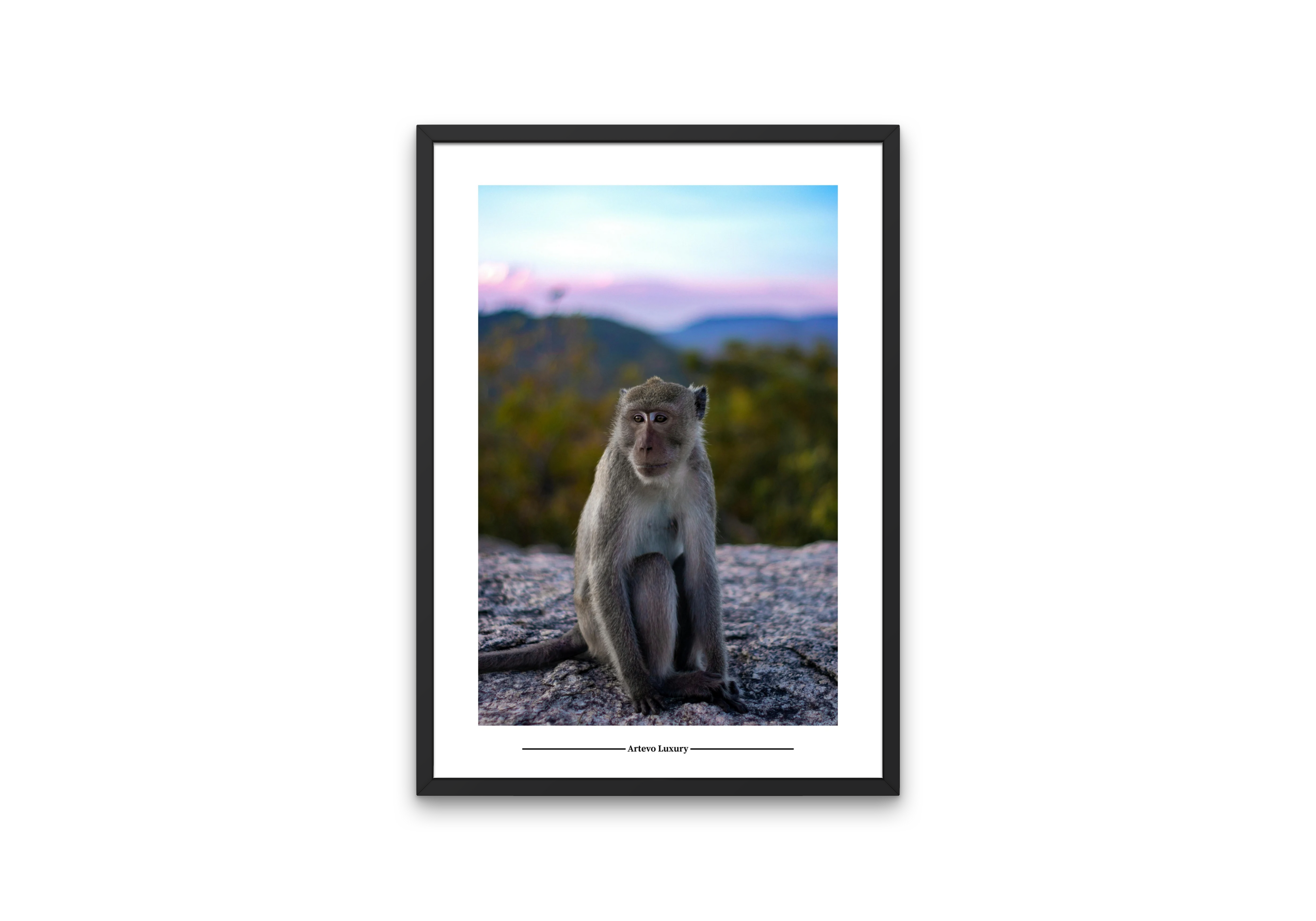 Mountain Monkey
