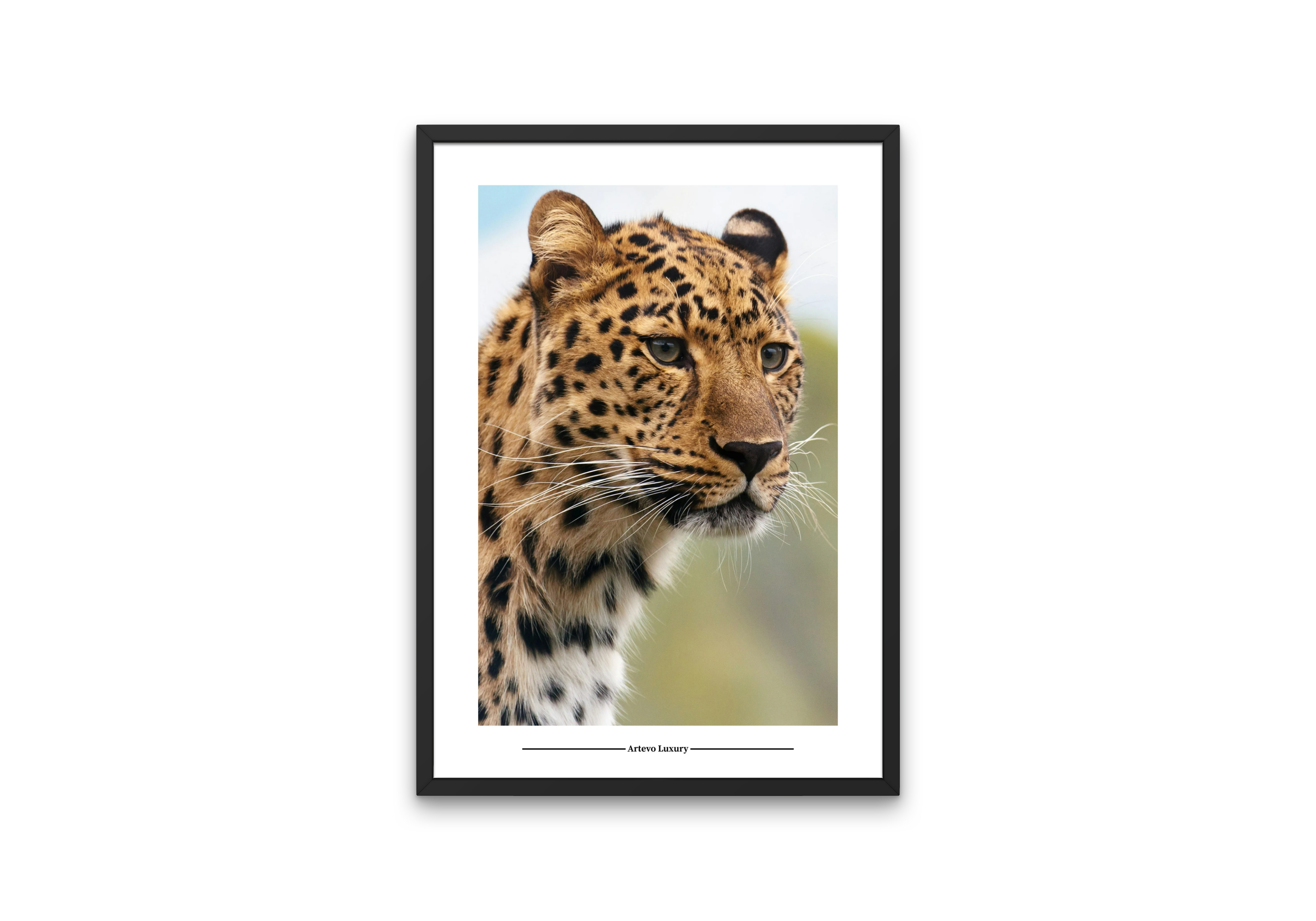 Wild Leopard