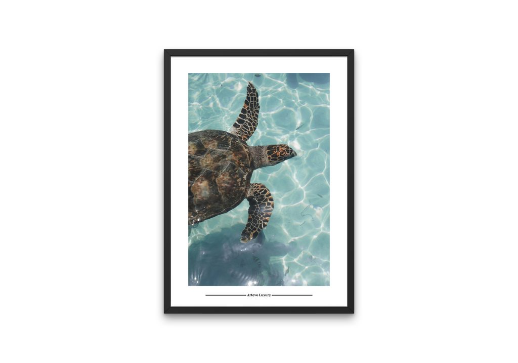 Sea Turtle