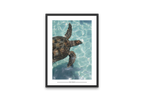 Sea Turtle