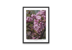 Pink Blossoms