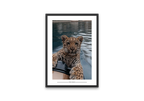 Baby Tiger