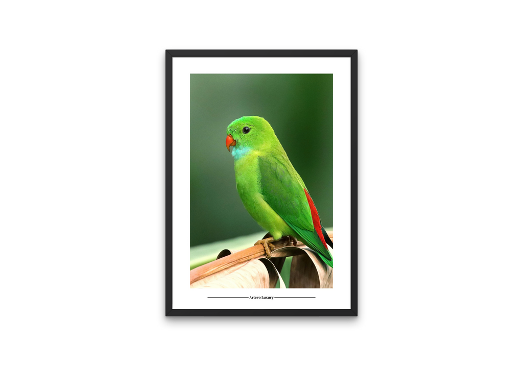 Hanging Parrot