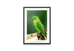 Hanging Parrot