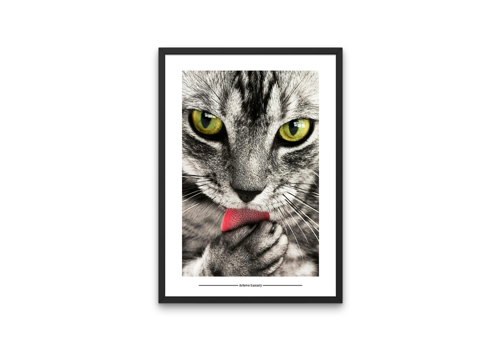 Feline Focus