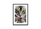 Feline Focus