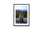 Mountain Monkey