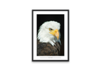 Sky Hunter