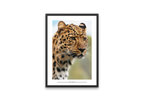 Wild Leopard